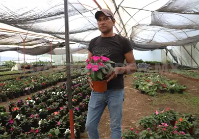 Planean creación de un corredor de plantas y flores Planean creación de un corredor de plantas y flores