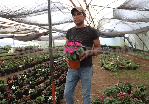 Planean creación de un corredor de plantas y flores