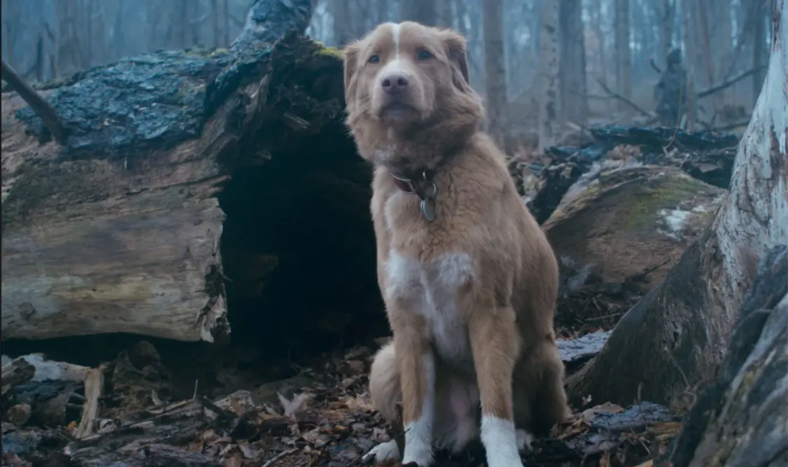 Good boy, lealtad y amor canino