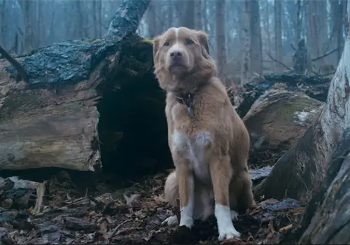 Good boy, lealtad y amor canino Good boy, lealtad y amor canino