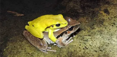 El cambio de color de los sapos