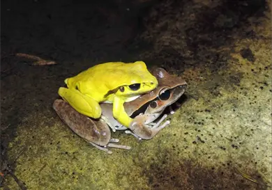 El cambio de color de los sapos