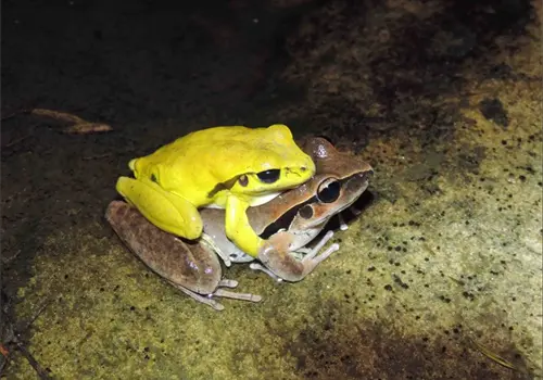 El cambio de color de los sapos