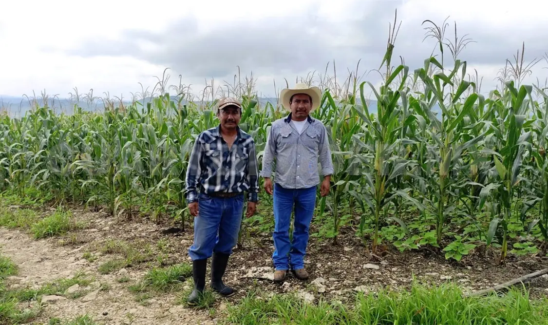Miles de campesinos de Chiapas serán apoyados por estos programas. CP