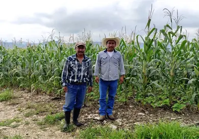 Incluyen a Chiapas en el Plan Nacional de Maíz Nativo Incluyen a Chiapas en el Plan Nacional de Maíz Nativo