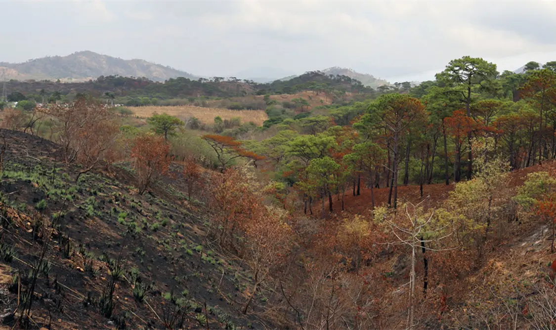 Los hallazgos destacan la necesidad de implementar estrategias integrales de prevención y manejo del fuego. Diego Pérez / CP