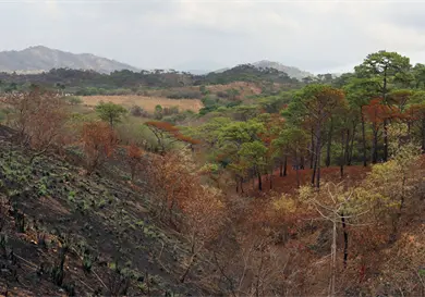 6.8 % del territorio se quemó de 2010 a 2024