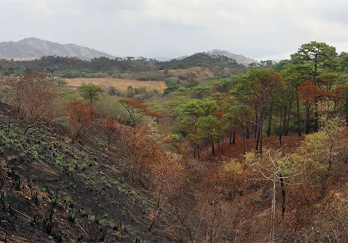 6.8 % del territorio se quemó de 2010 a 2024 6.8 % del territorio se quemó de 2010 a 2024