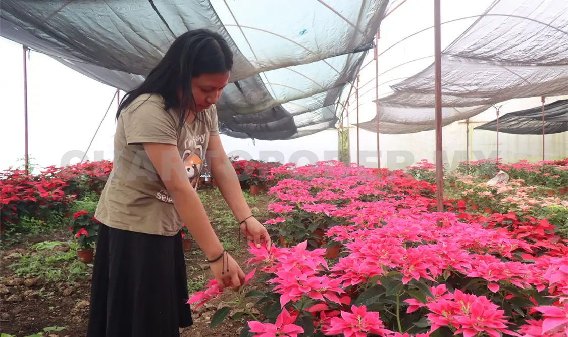 Los productores de Berriozábal han comenzado con la venta de nochebuena. Diego Pérez/ CP