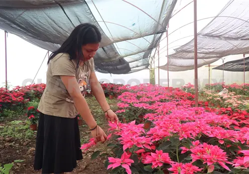 Se reduce la producción de nochebuena Se reduce la producción de nochebuena
