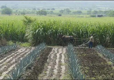 Conagua alerta por falsos gestores