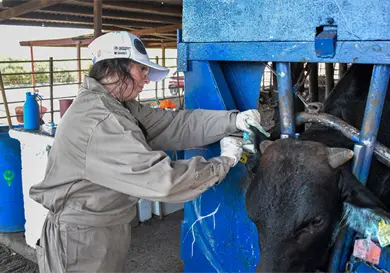 Cierre de fronteras redujo exportación de ganado