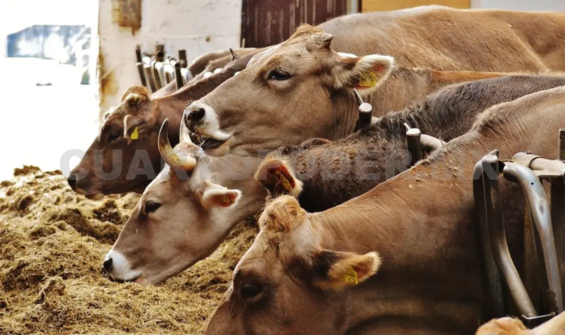 La exposición de ganado iniciará el próximo 28 de noviembre, como parte de las actividades de la Feria Chiapas. Carlos López / CP