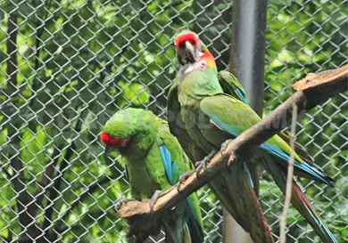 Reproducción de guacamaya verde ha sido exitosa 