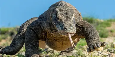 El secreto de los dragones de Komodo