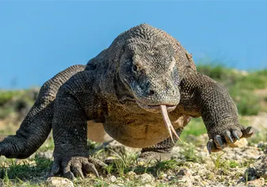 El secreto de los dragones de Komodo El secreto de los dragones de Komodo