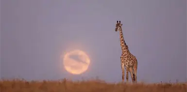 Los gigantes de la sabana corren riesgo