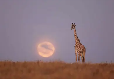Los gigantes de la sabana corren riesgo