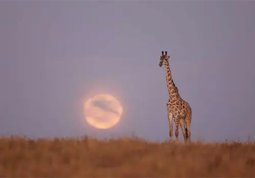 Los gigantes de la sabana corren riesgo