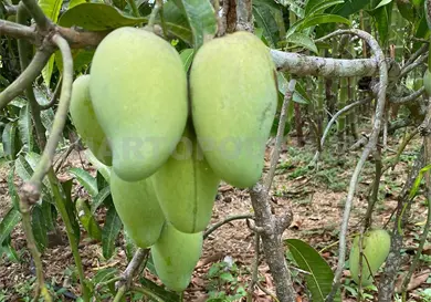 Mango de Chiapas se exporta a EUA, Canadá y Europa Mango de Chiapas se exporta a EUA, Canadá y Europa