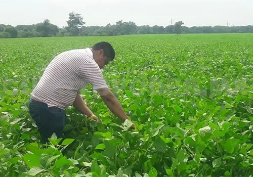 Directivos de soyeros desmienten presunto cobro de piso