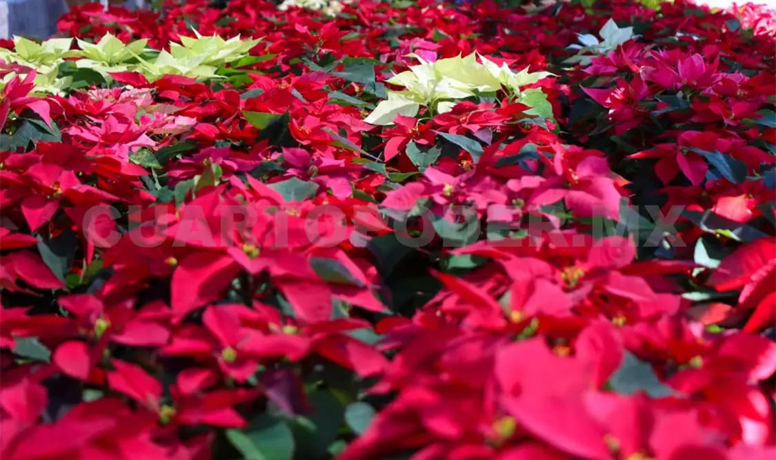 Las nochebuenas son exhibidas sobre el parque 5 de mayo o Jardín del Arte. Diego Pérez / CP