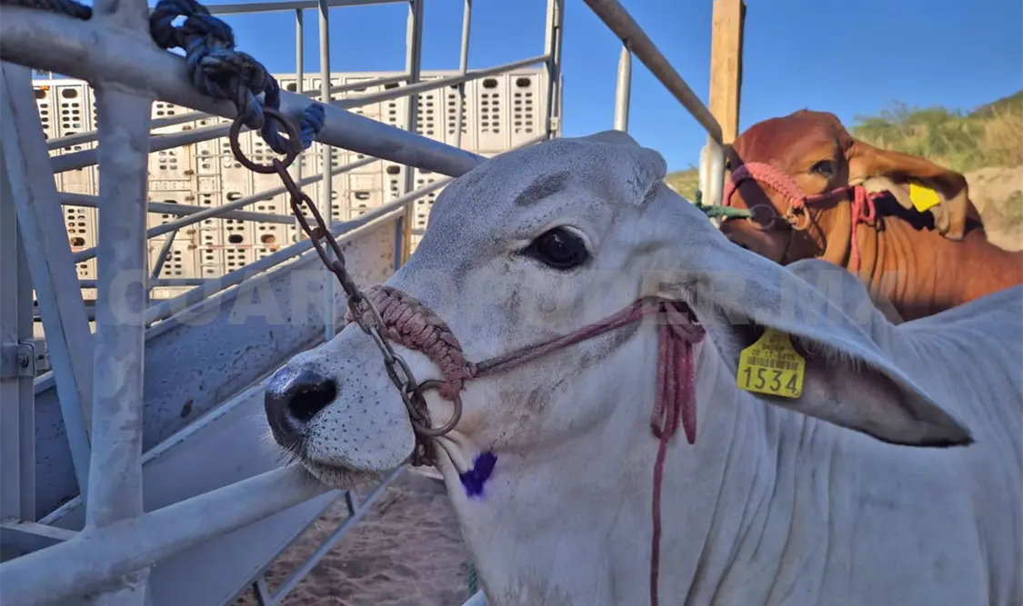 Durante las jornadas realizadas, se han recibido entre 50 y 60 animales sin incidencias graves. Cortesía