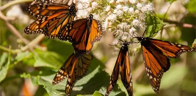 Santuarios de la mariposa monarca