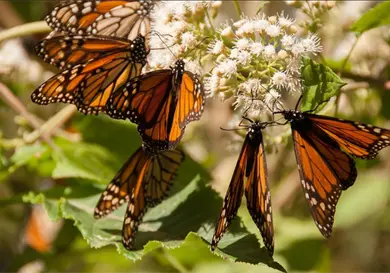 Santuarios de la mariposa monarca