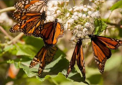 Santuarios de la mariposa monarca