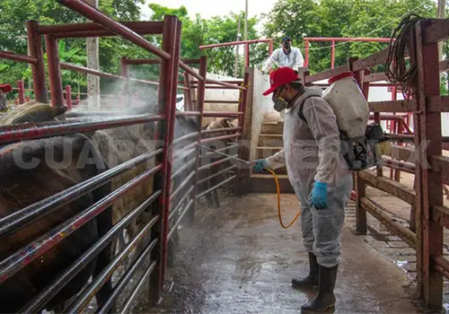 Aumentan casos activos de gusano barrenador Aumentan casos activos de gusano barrenador