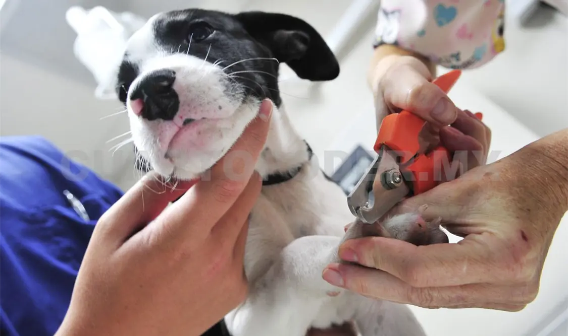 Una iniciativa que ha permitido acercar servicios veterinarios gratuitos a colonias y comunidades del municipio. Diego Pérez / CP