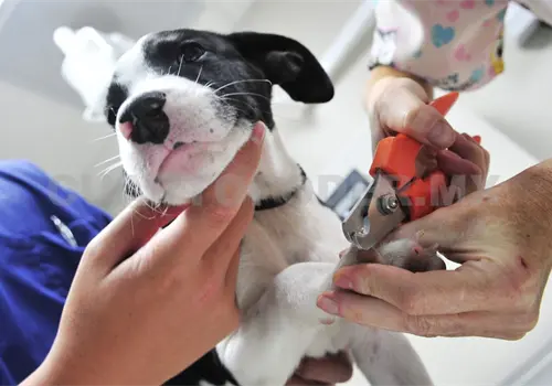 Avanza programa Chucho Móvil