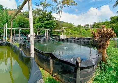Estudian bacteria en mojarra tilapia