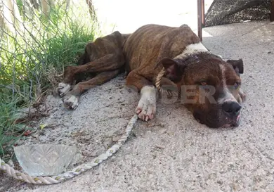 Fallas al aplicar la ley contra el maltrato animal