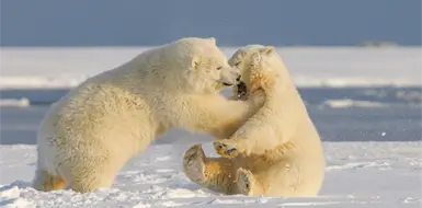 La piel de los osos polares es negra