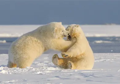 La piel de los osos polares es negra