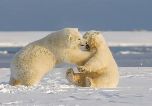 La piel de los osos polares es negra