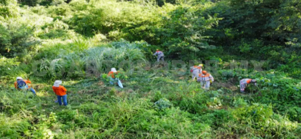 Se atienden diversas especies como el pasto jaragua. Cortesía