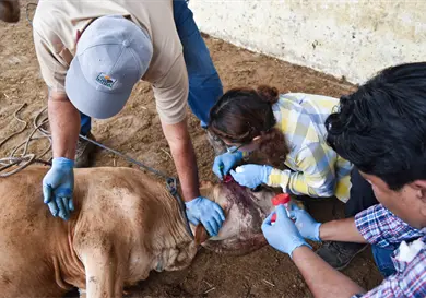 Activan modificación para erradicar gusano barrenador