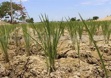 No hay abandono al campo,  expone diputada
