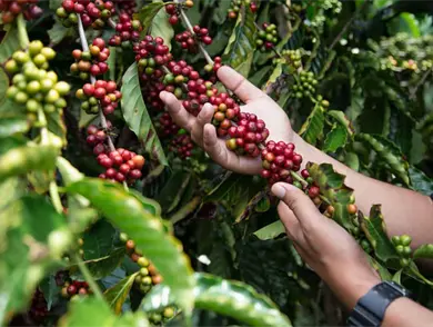 Nestlé México reafirma su compromiso con la caficultura mexicana