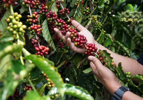 Nestlé México reafirma su compromiso con la caficultura mexicana Nestlé México reafirma su compromiso con la caficultura mexicana
