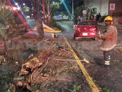 Se estrellan automóviles y uno derriba un árbol Se estrellan automóviles y uno derriba un árbol