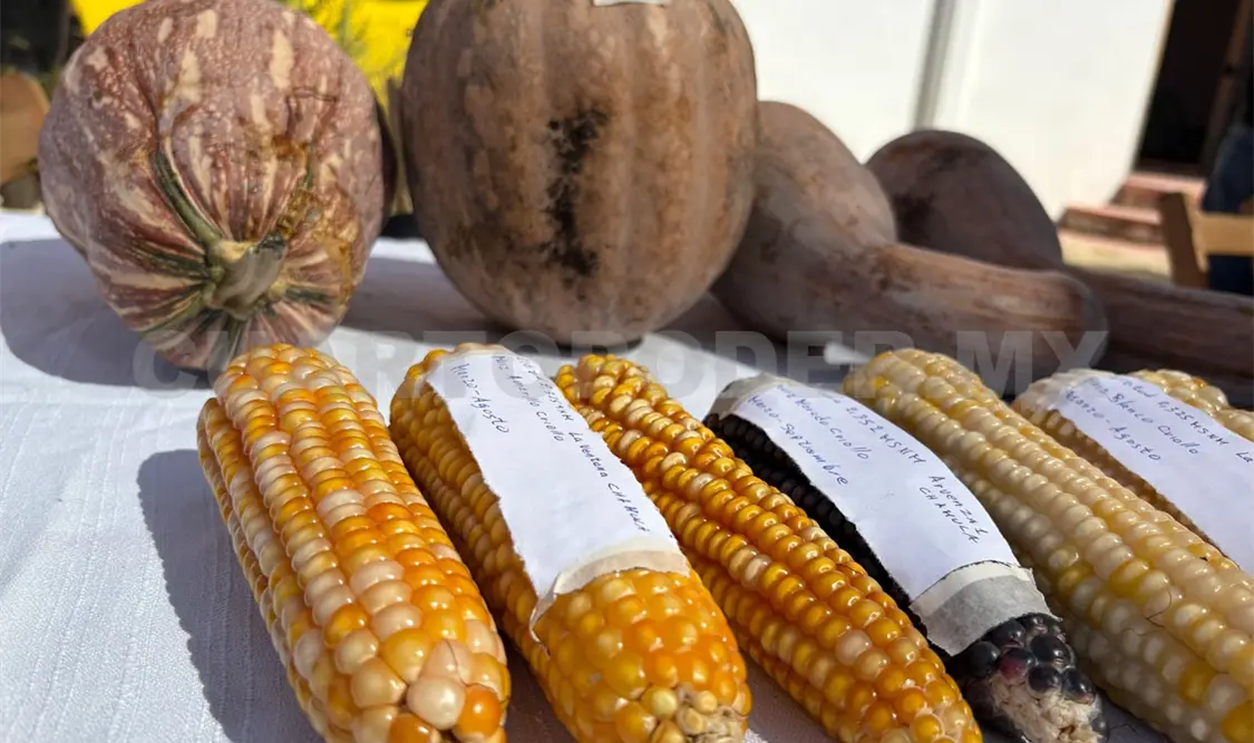 Mientras en otros lugares el kilo de maíz se vende en 35 pesos, en Chiapas se vende en 7. Jofiel Domínguez / CP