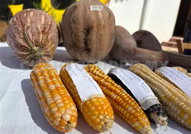 Cuenta con hasta 12 razas de maíz