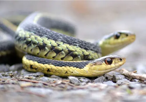 La vida social oculta de las serpientes La vida social oculta de las serpientes