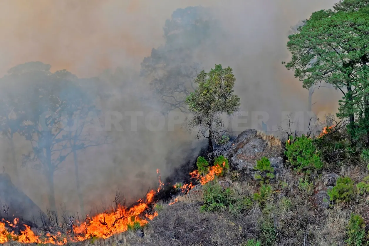 Se reducen 78 % los incendios forestales