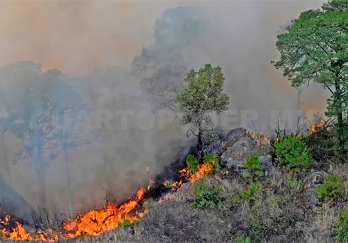 Se reducen 78 % los incendios forestales Se reducen 78 % los incendios forestales