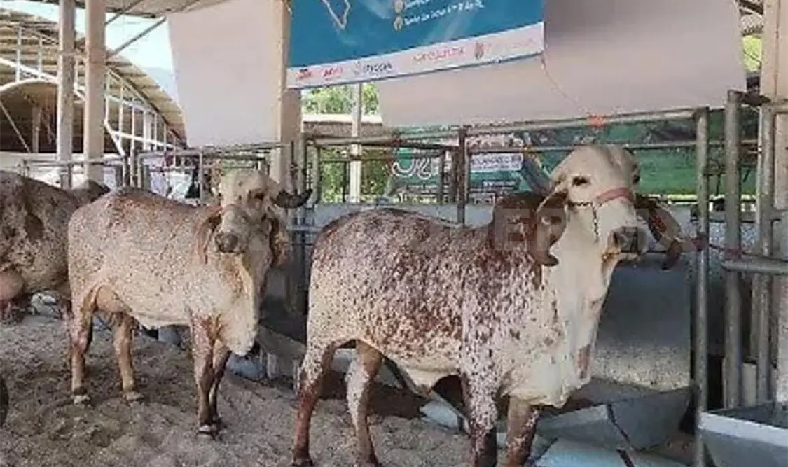 Invitan a la población para asistir al evento para conocer a las razas lecheras. CP